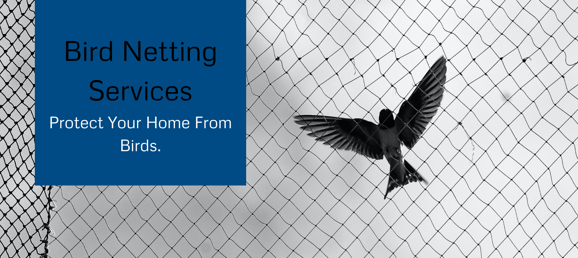 Bird Netting Services